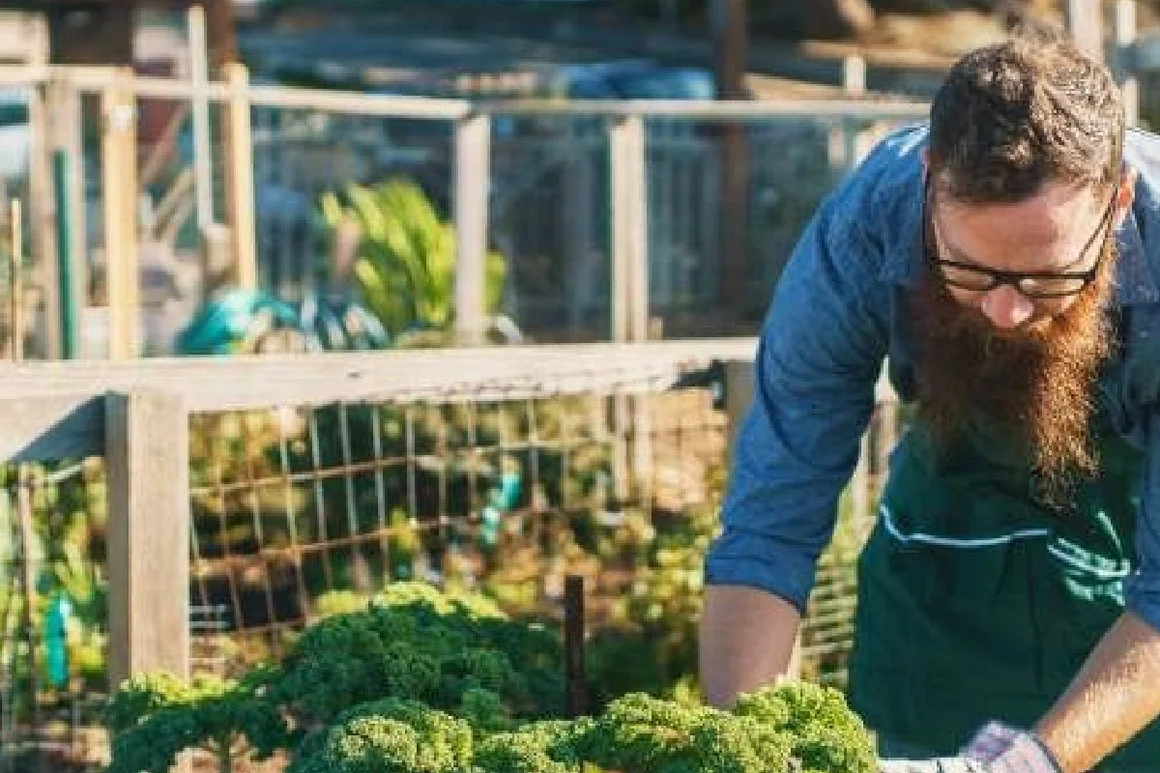 Person erntet Grünkohl im Garten